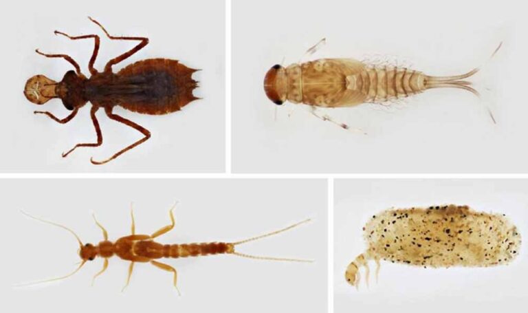 Evolución y adaptación de insectos a diversos ecosistemas - geneticahoy.com