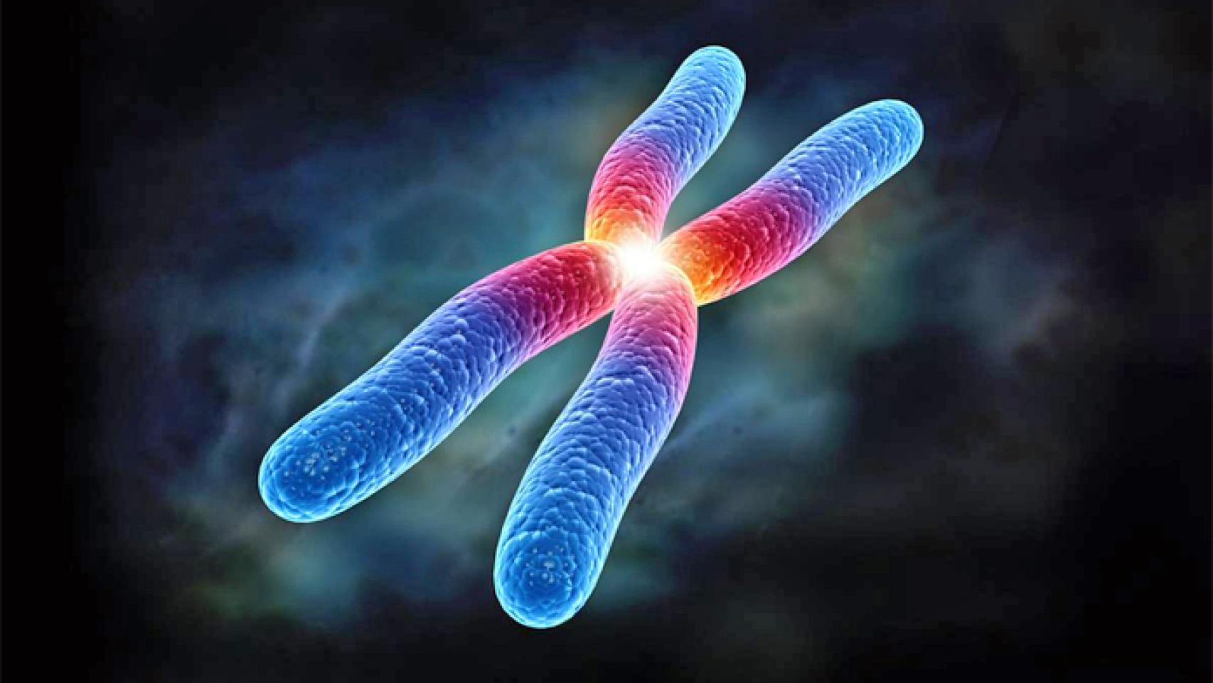 Telómeros: su importancia en el envejecimiento celular - geneticahoy.com